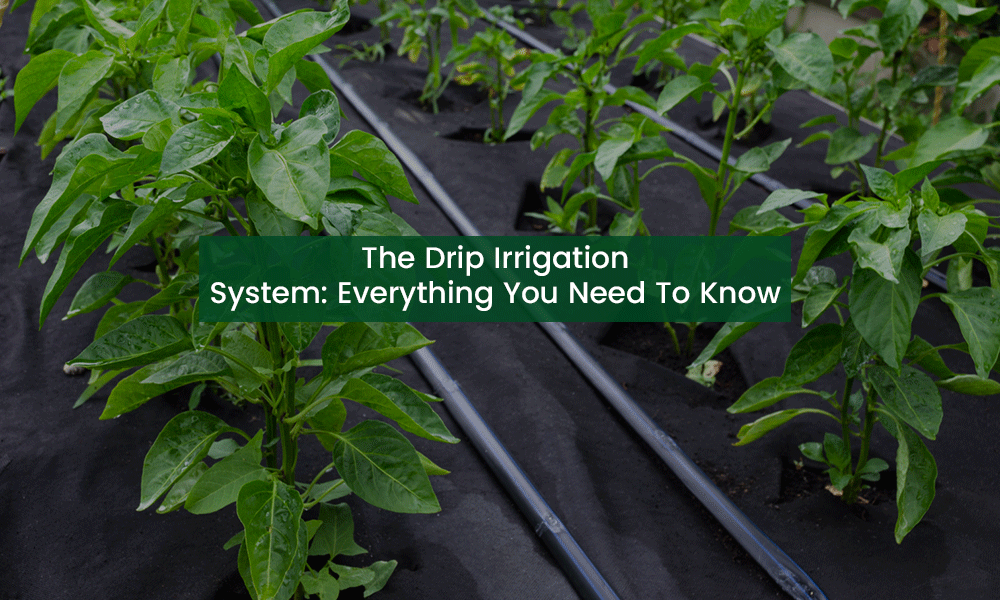 The Drip Irrigation System: Complete Guide to Benefits and Usage