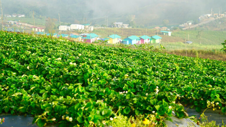 Modern drip and sprinkler irrigation systems used for agriculture in Rajasthan