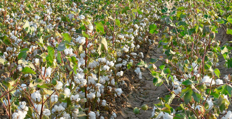 Cost-Benefit Analysis of Drip Irrigation for Cotton