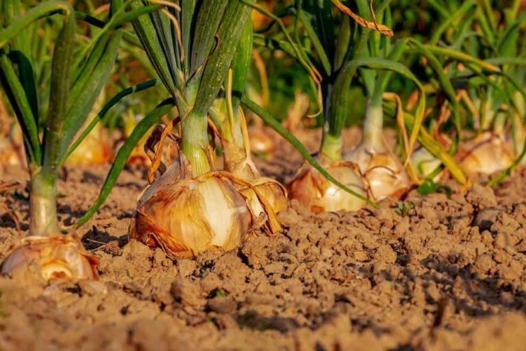 Drip Irrigation in Onion