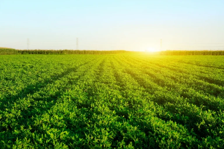Optimizing Drip Irrigation for Groundnut (Peanut) Crops