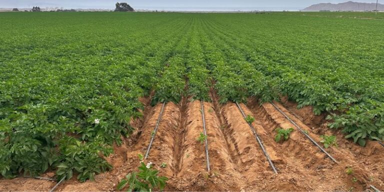 Drip Irrigation in Potato Farming