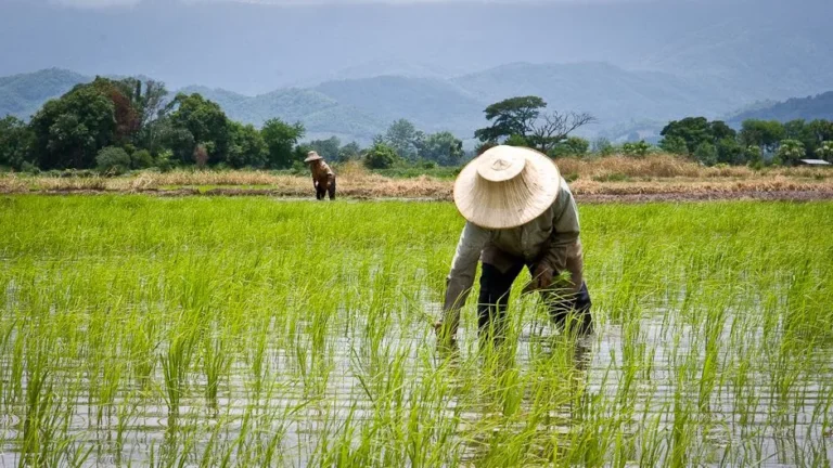 Rice Cultivation Made Easy with Drip Irrigation