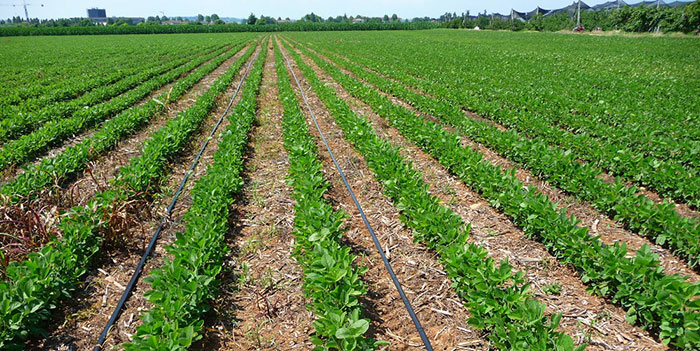 Drip Irrigation in Soybean