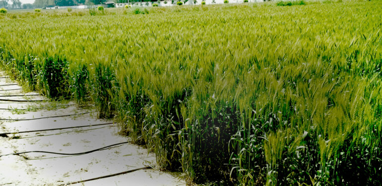 Drip Irrigation in Wheat